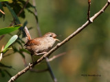 Carria  ---  Wren  ---  (Troglodytes troglodytes )