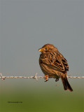 Trigueiro --- Corn Bunting --- (Miliaria calandra ) 