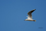 Gaivota-de-cabea-preta  ---  Mediterranean Gull  ---  ( Larus melanocephalus)