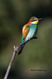 Abelharuco-comum --- Bee-eater --- (Merops apiaster)