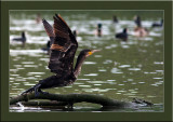 Corvo-marinho  ---  Cormorant  ---  (Phalacrocorax carbo )