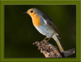 Pisco-de-peito-ruivo --- Robin --- (Erithacus rubecula)