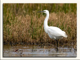 Gara-branca-pequena --  Little Egret  --  (Egretta garzetta)