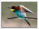 Abelharuco-comum --- Bee-eater --- (Merops apiaster)