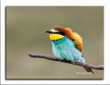 Abelharuco-comum --- Bee-eater --- (Merops apiaster)