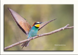 Abelharuco-comum --- Bee-eater --- (Merops apiaster)