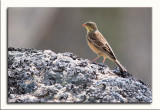 Sombria  ---  Ortolan Bunting  ---  (Emberiza hortulana )