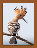 Poupa --- Hoopoe --- ( Upupa epops )