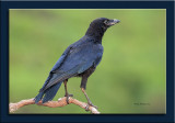 Gralha-preta  ---  Carrion Crow  ---  (Corvus corone)