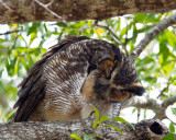 Great Horned Owl_IMG_1951.jpg