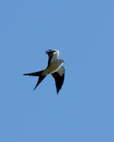 Swallow-tailed kite IMG_3732.jpg