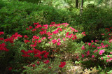 Azalea Garden Steven F Austin U.