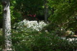 Azalea Garden Steven F Austin U.