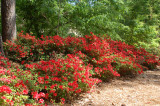 Azalea Garden Steven F Austin U.