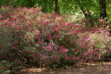 Azalea Garden Steven F Austin U.