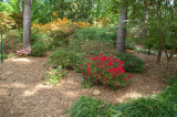 Azalea Garden Steven F Austin U.