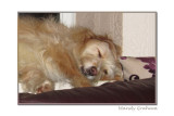 Puggled