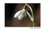 lonely as a snowdrop
