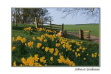 Ozzy and Daffodils