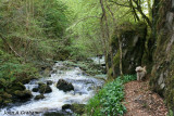 Ness Glen