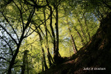 Ness Glen