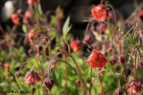 Water Avens