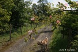 ozzy dog rose