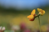 Birdsfoot trefoil