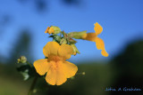 Monkey Flower