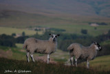 Pair of lambs