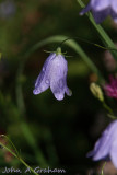 Raindrops on Harebells