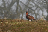 Red Grouse in the fog