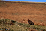 Bonny Moorhen