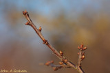 Blackthorn buds