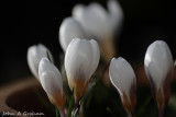 Crocus