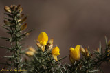 Gorse