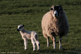 Mam and lamb