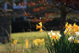 Broadwood daffs