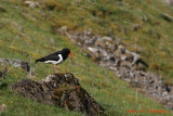 Oystercatcher