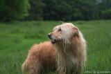 Rain dog