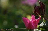 Rose and honeysuckle