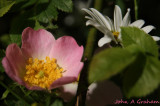 Its been a good year for the roses