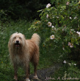 Dog rose