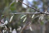 catkins