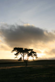 dancing tree