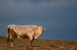 A chicken and bull story