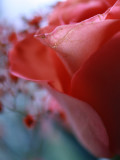 Macrose