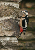 Great Spotted Woodpecker