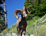 Bighorn Sheep along Highline Trail, Study #3