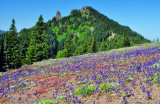 Iron Mountain from Cone Peak trail, Study 1